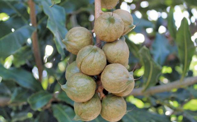 Macadamia nut farms have been in dire straits over the past two seasons as prices have dropped and input costs have risen. With little relief on the horizon, orchard management needs to be revised to maintain sustainability. Lindi Botha looks at the options available to farmers to reduce their costs.