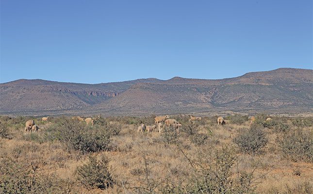 Dr Louis du Pisani shed light on why biodiversity is important, and its impact on soil, plant and animal health at the World Veterinary Association Congress held in Cape Town.