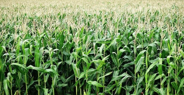 According to Paul Makube, FNB’s senior agricultural economist, maize prices in South Africa are facing pressure due to a combination of local production challenges, exchange rate fluctuations, and rising international competition. While prices remain high, significant changes are expected in the upcoming season.