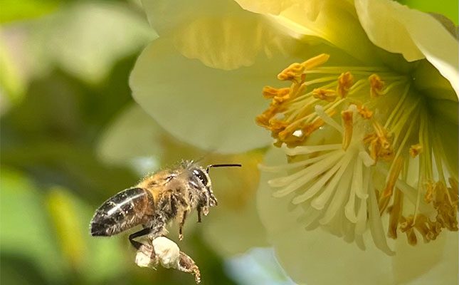 Bee-Tech Group is transforming South African agriculture with pollination technologies that boost crop yields and enhance sustainability. Founder Michiel Bruggeman spoke to Octavia Avesca Spandiel.