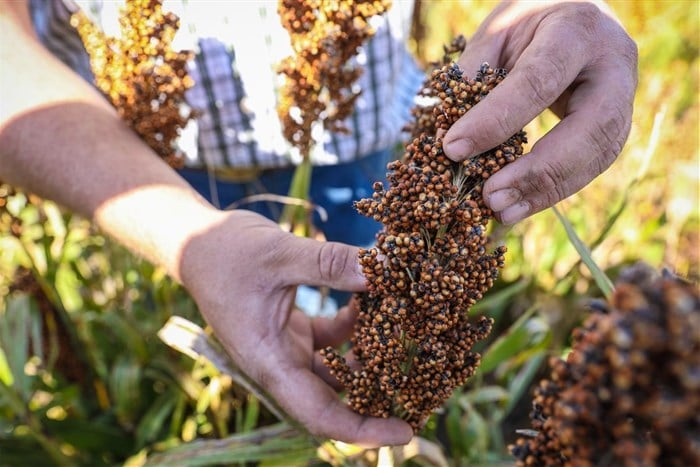 Sorghum is an ancient grain. Originally domesticated in Africa, it has been a staple in diets across Asia, Africa, and India for thousands of years. Market dynamics relative to maize and wheat, however, have pushed sorghum into the back fields, so to speak.