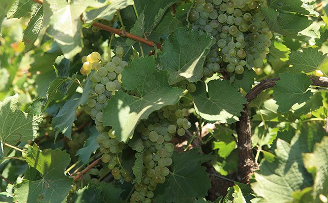 Wineries hope for good weather during the rest of the season to unlock the full potential of the coming wine harvest.