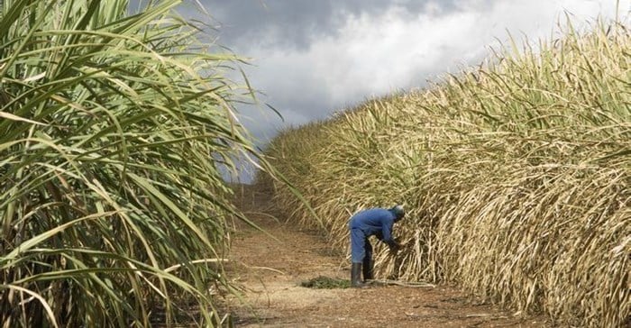 Bioenergy – the renewable energy derived from plant and animal waste products – is largely ignored in South Africa. Solar energy, wind power, and green hydrogen attract most investment in renewable energy.