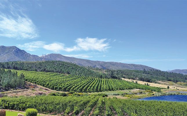 Dean Barnard, the Agri Western Cape Santam Young Farmer of Year for 2024, grows hops and plums near Waboomskraal in the Western Cape. He spoke to Glenneis Kriel about the ongoing refinement of his production techniques, and how he overcame his struggles with anxiety to achieve remarkable success.